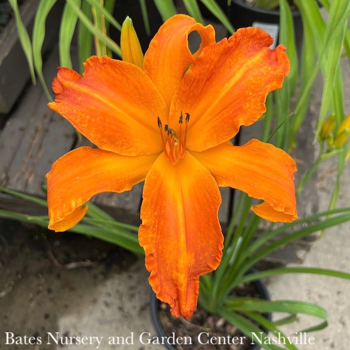 #1 Hemerocallis PW Rainbow Rhythm Primal Scream/Daylily Orange