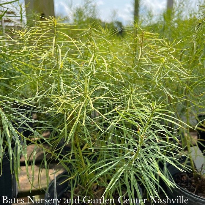 #1 Amsonia hubrichtii/ Arkansas Bluestar Native (R)