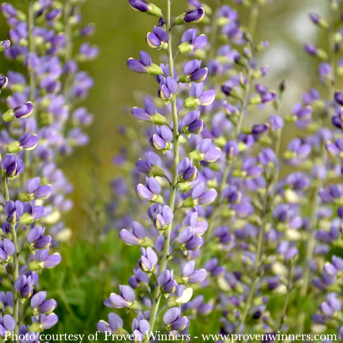 #1 Baptisia x PW Decadence &#39;Blue Bubbly&#39;/ False Indigo