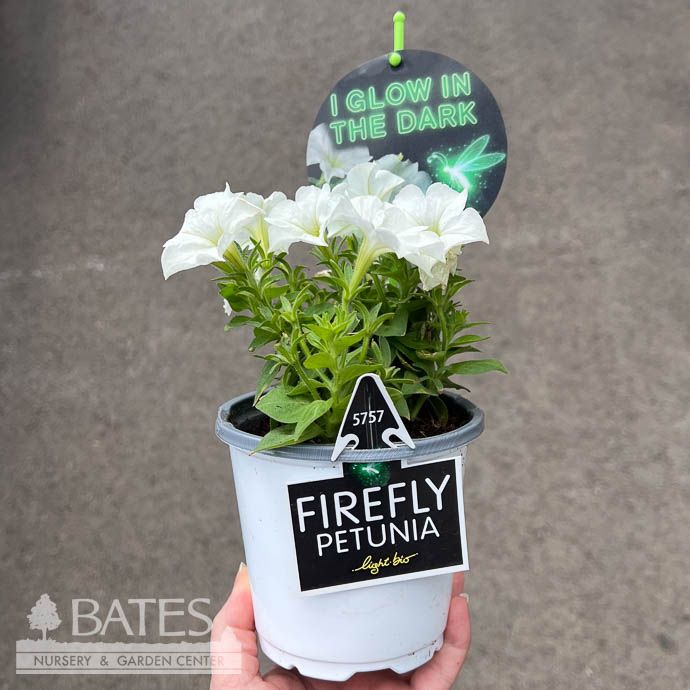 Annual 4.3P Petunia Firefly (Bioluminescent) - No Warranty  $34.99 each