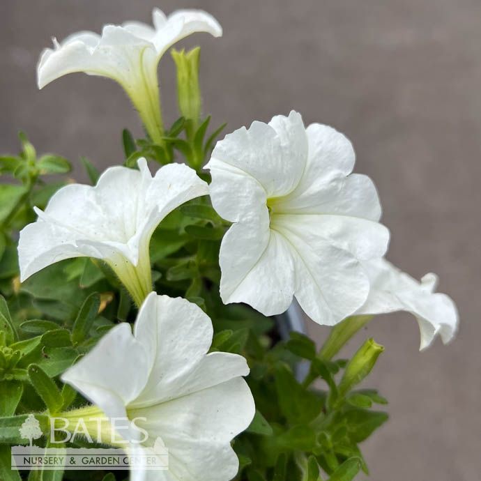 Annual 4.3P Petunia Firefly (Bioluminescent) - No Warranty  $34.99 each