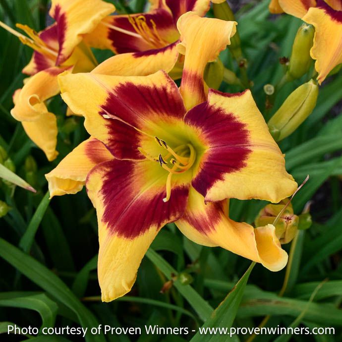 #1 Hemerocallis PW Rainbow Rhythm &#39;Tiger Swirl&#39;/ Yellow Daylily
