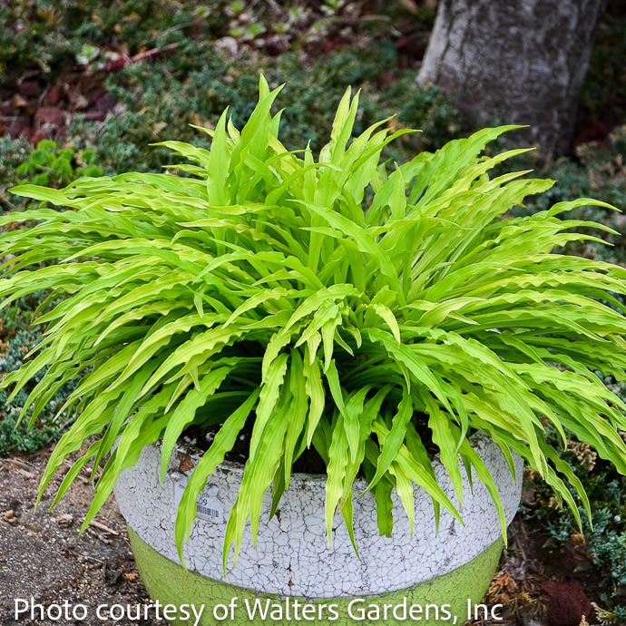 #1 Hosta Party Streamers/ Yellow