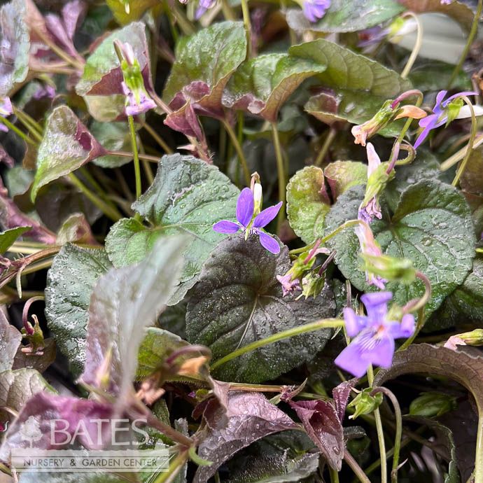 #1 Viola labradorica/ American Dog Violet Native (TN)