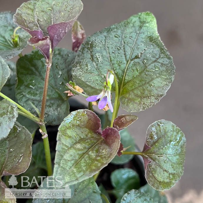 #1 Viola labradorica/ American Dog Violet Native (TN)
