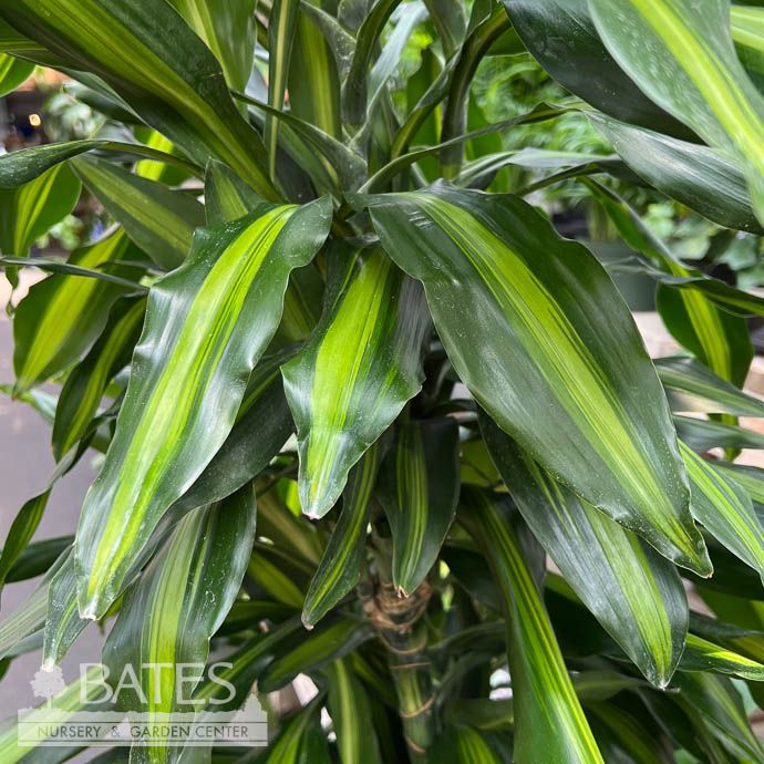 12p! Dracaena Cintho Cane 4.3.2.1 C/B 6-7&#39; /Tropical