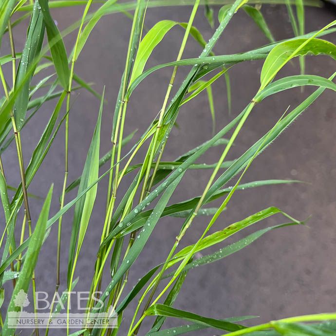 #1 Grass Hakonechloa mac Beni Kaze/ Japanese Forest