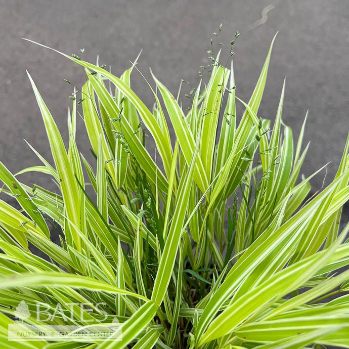 #1 Grass Hakonechloa mac Lemon Zest/ Japanese Forest