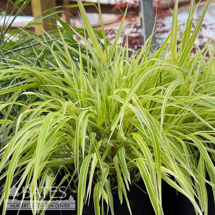 #1 Grass Hakonechloa mac Lemon Zest/ Japanese Forest