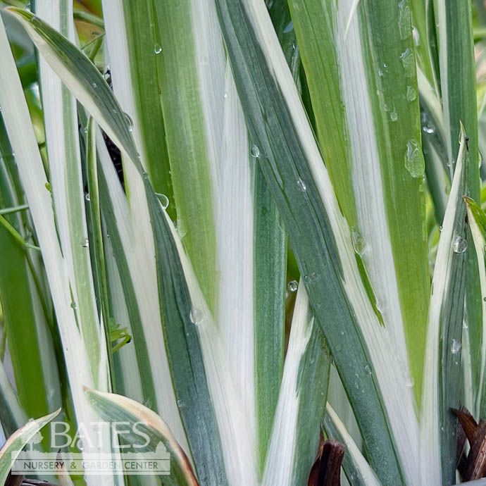 #1 Iris pallida Variegata/ Pale Purple Flowers, White Edge Variegated