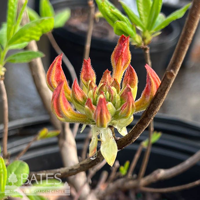 #7 Rhododendron aust Kelsey&#39;s Glow/ Yellow Deciduous Azalea Native (R)