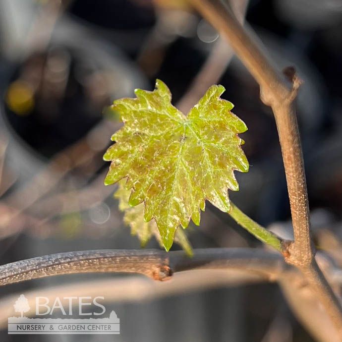 Edible #1 Vitis rotund Nesbitt/ Black Muscadine Grape Native (TN)