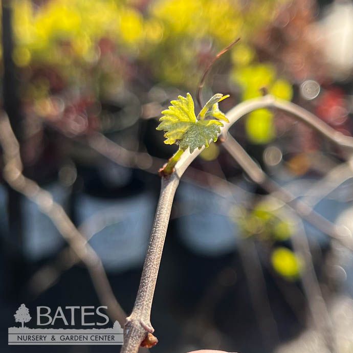 Edible #1 Vitis rotund Tara/ Bronze Muscadine Grape Native (TN)