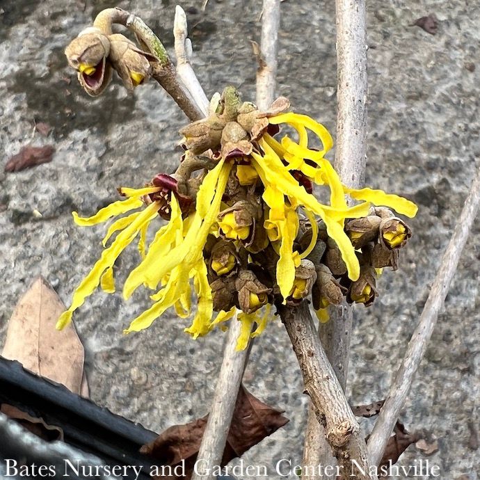 #5 Hamamelis x Arnold&#39;s Promise/ Witch Hazel