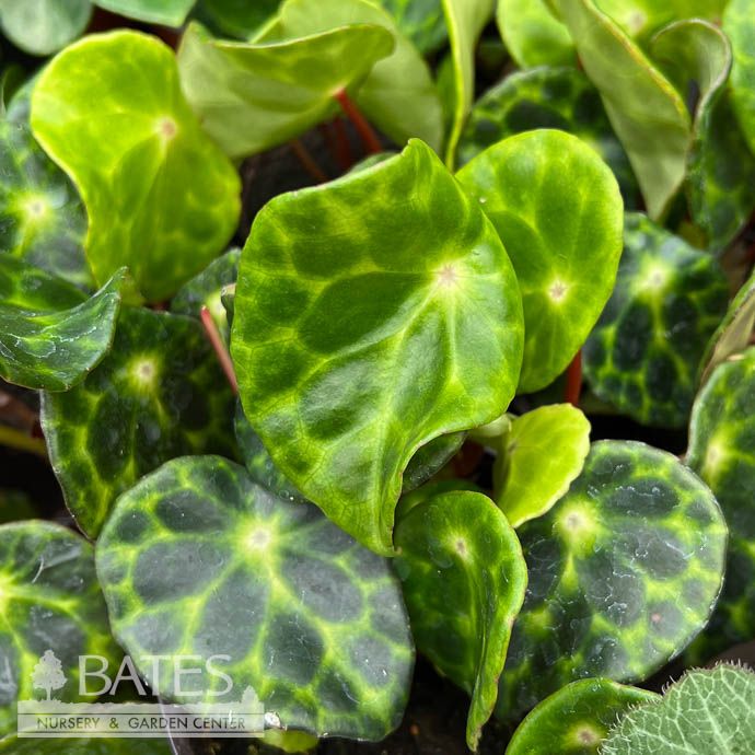 4p! Begonia Kingiana  /Tropical