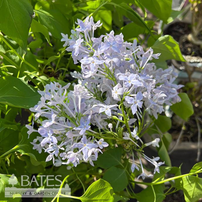 #3 Syringa vul New Age &#39;Lavender&#39;/ Compact Lilac