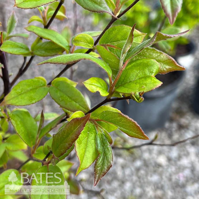 #5 Stewartia sinensis/ Chinese