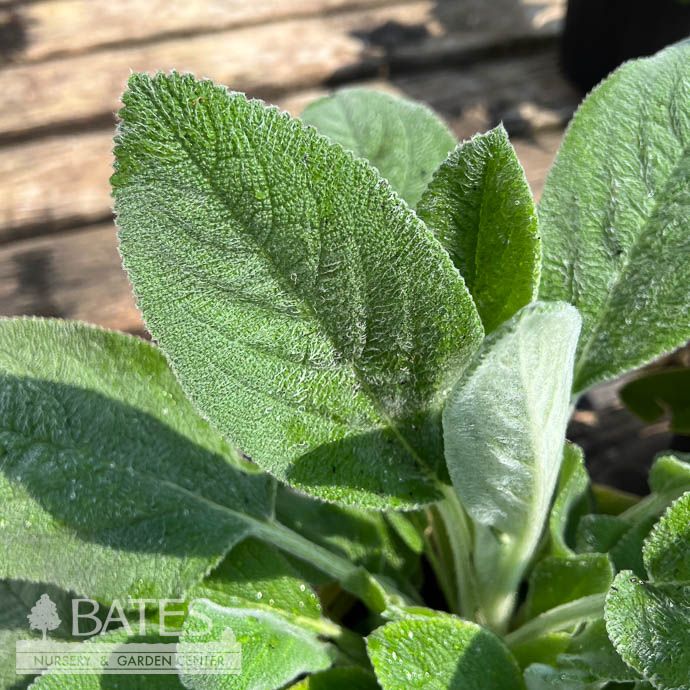#1 Stachys byz Big Ears/ Lamb&#39;s Ear