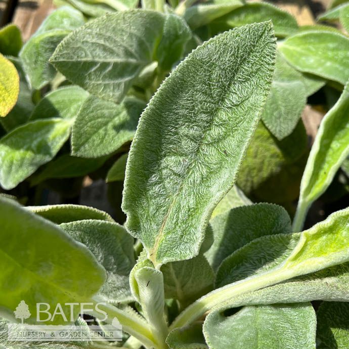 #1 Stachys byz Big Ears/ Lamb&#39;s Ear