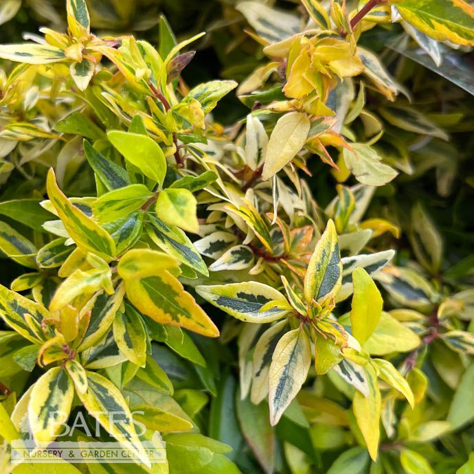 #3 Abelia x Suntastic &#39;Peach&#39;/ Variegated