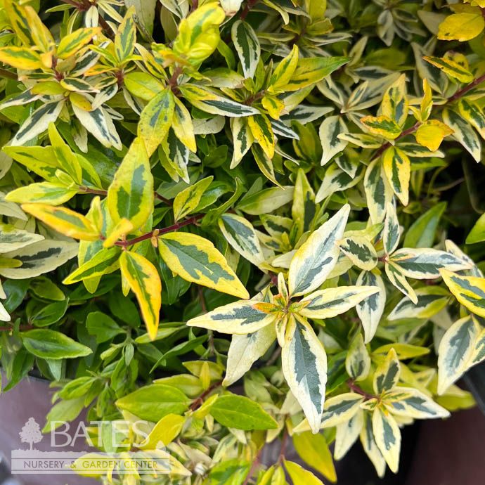 #3 Abelia x Suntastic &#39;Peach&#39;/ Variegated