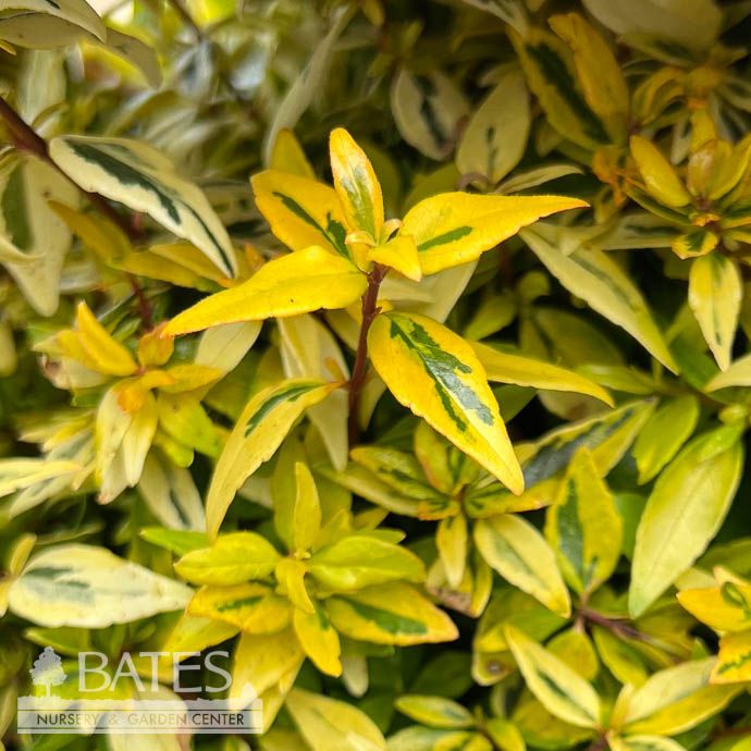#3 Abelia x Suntastic &#39;Peach&#39;/ Variegated
