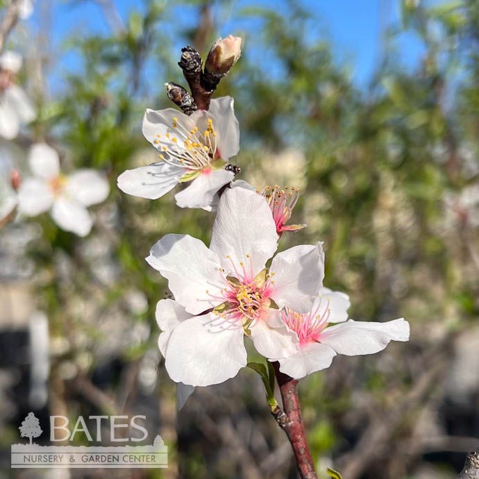Edible #5 Prunus dulcis Butte/ Almond