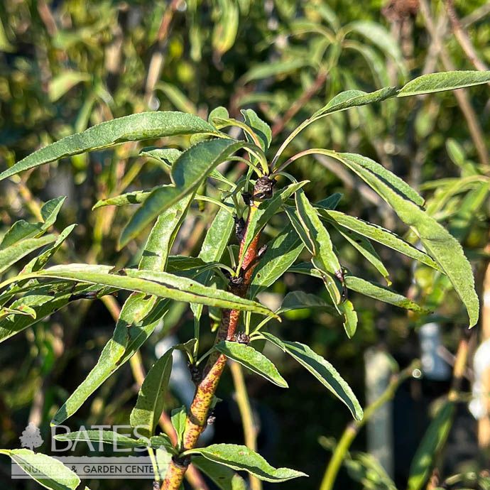 Edible #5 Prunus dulcis Butte/ Almond