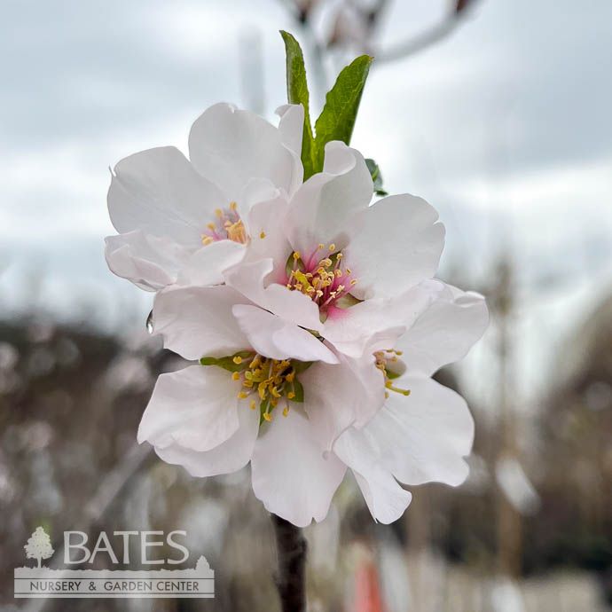 Edible #5 Prunus dulcis Butte/ Almond