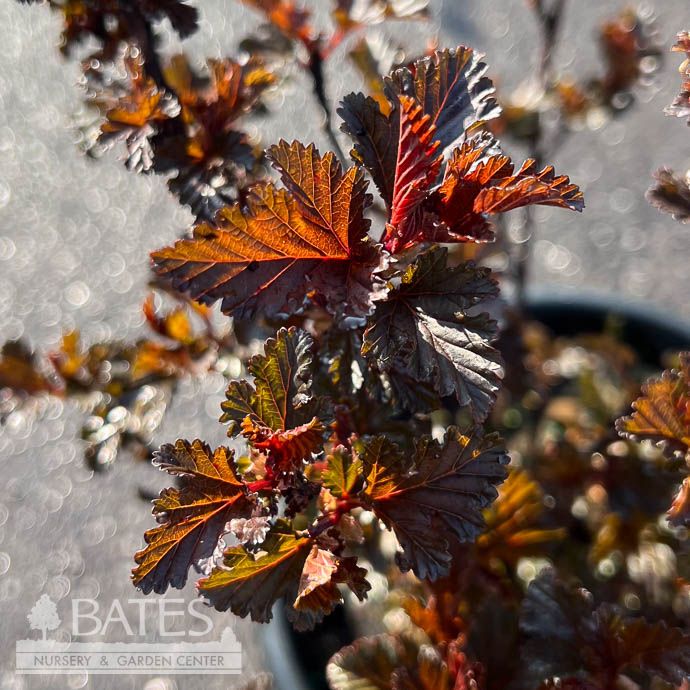 #1 Physocarpus opul Darkstar/ Dark Foliage Ninebark Native (TN)