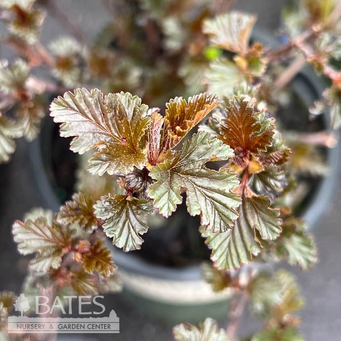 #1 Physocarpus opul Darkstar/ Dark Foliage Ninebark Native (TN)