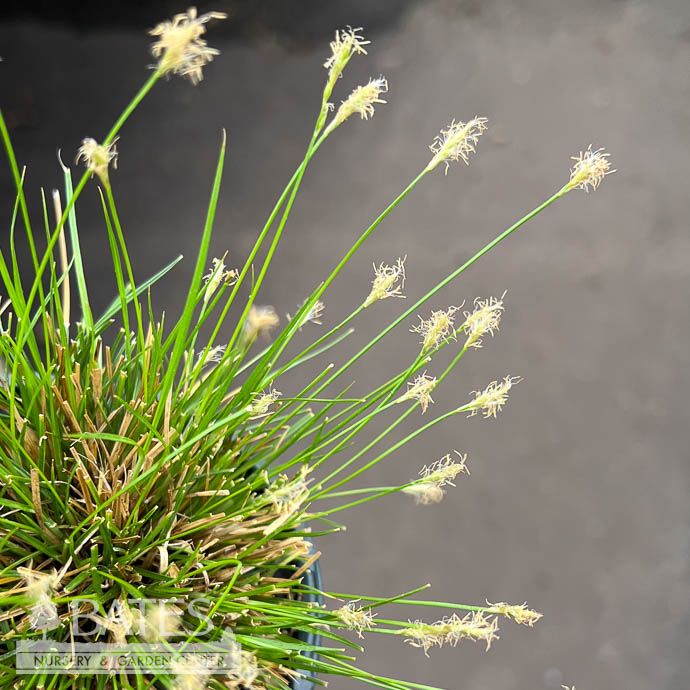 4P Grass Carex bromoides/ Brome Hummock Sedge Native (TN)