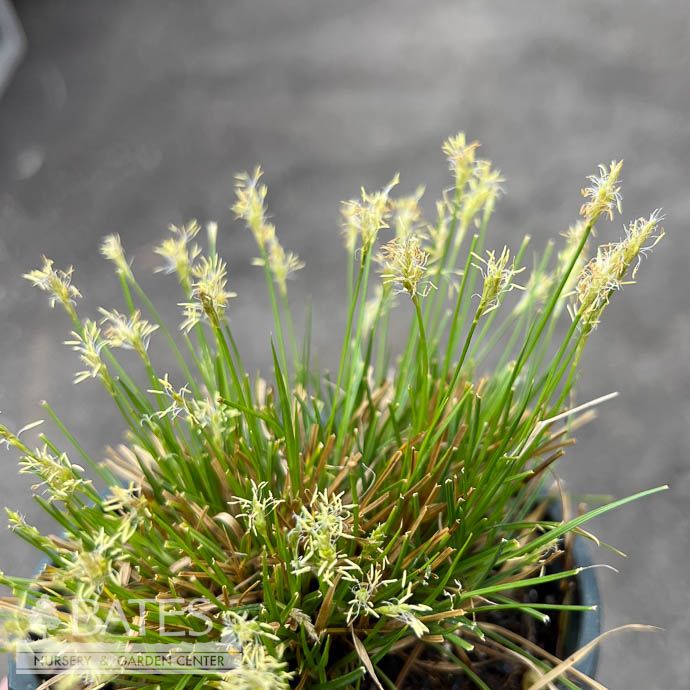 4P Grass Carex bromoides/ Brome Hummock Sedge Native (TN)