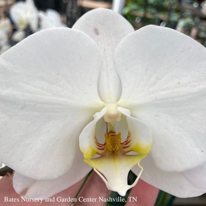 3.5p! Orchid Phalaenopsis Ceramic /Tropical
