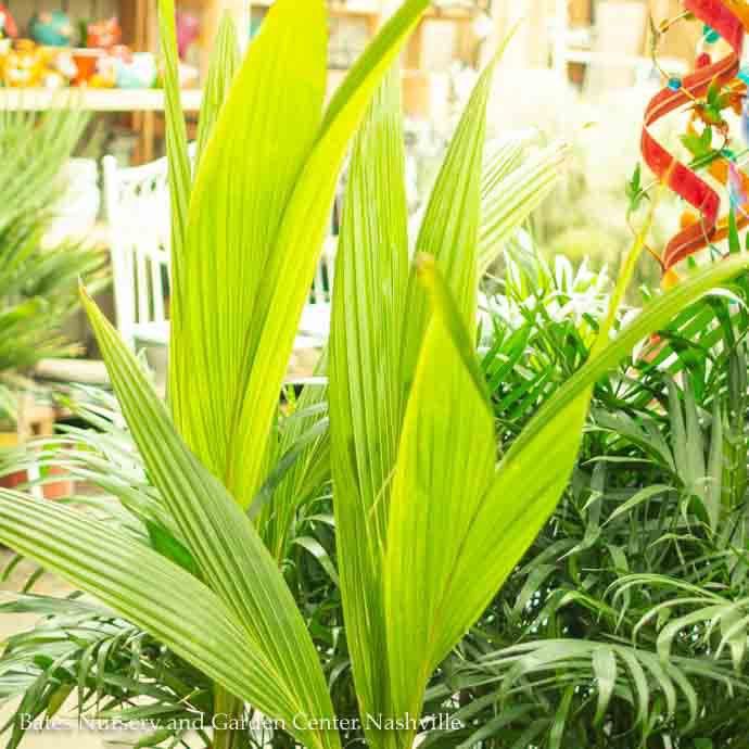 6p! Palm Coconut Palm (Green Malaysian) /Tropical