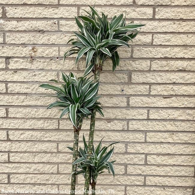10p! Dracaena White Bird Cane 3.2.1 /Tropical