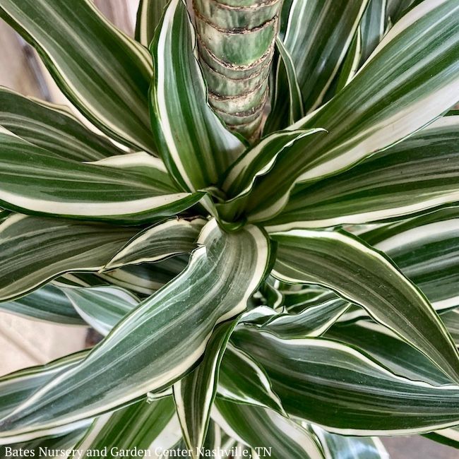10p! Dracaena White Bird Cane 3.2.1 /Tropical
