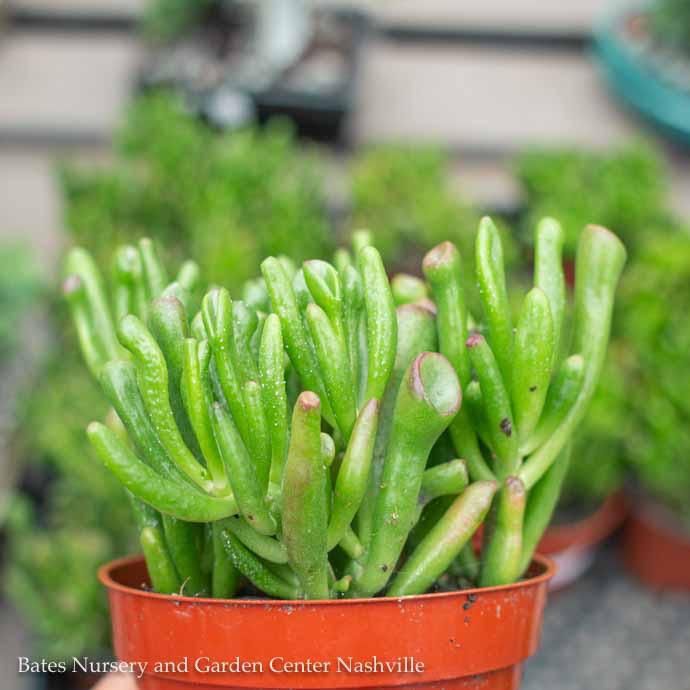 4p! Crassula Jade Gollum / Jade Plant Succulent /Tropical