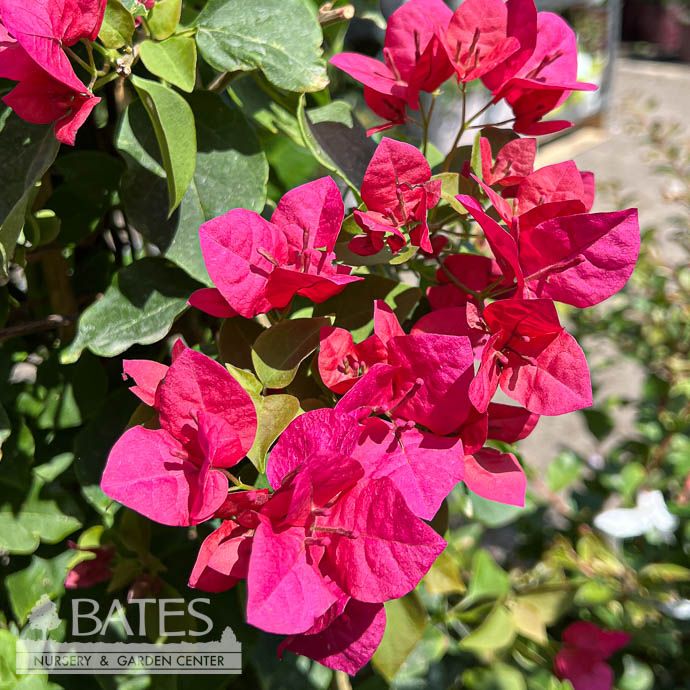 Tropical Topiary Patio Tree #5 Bougainvillea Barbara Karst/ Bright Pink - No Warranty