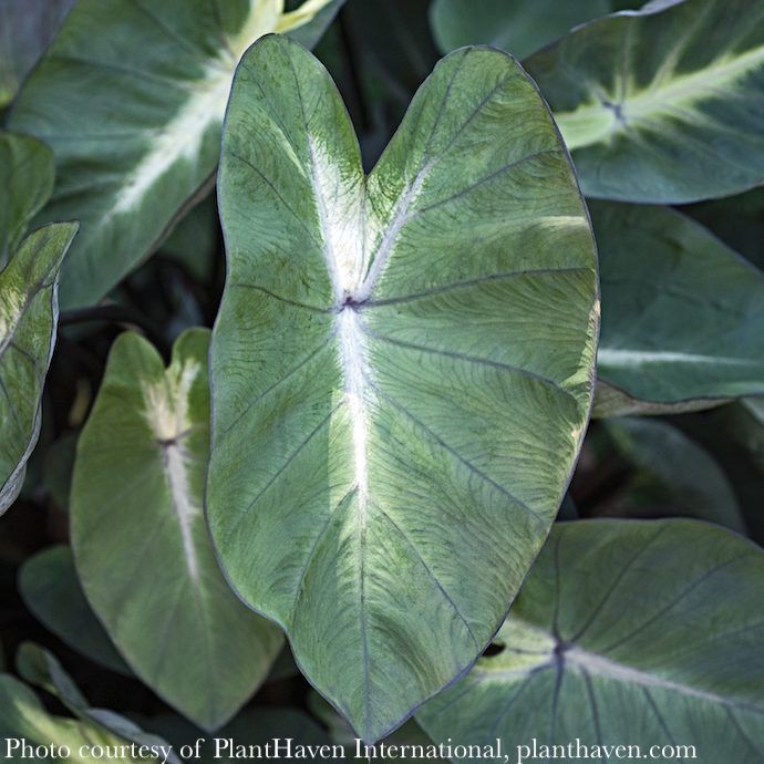Tropical #1 Colocasia Royal Hawaiian &#39;Tropical Storm&#39;/ Elephant Ear