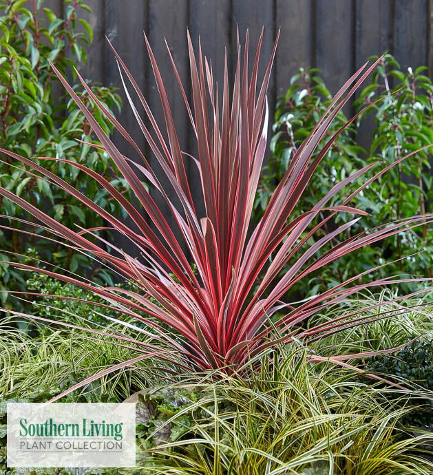 Tropical #1 Cordyline Charlie Boy/ Spike
