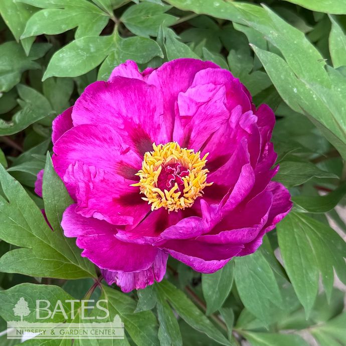 #2 Paeonia Purple Sensation/ Itoh Peony