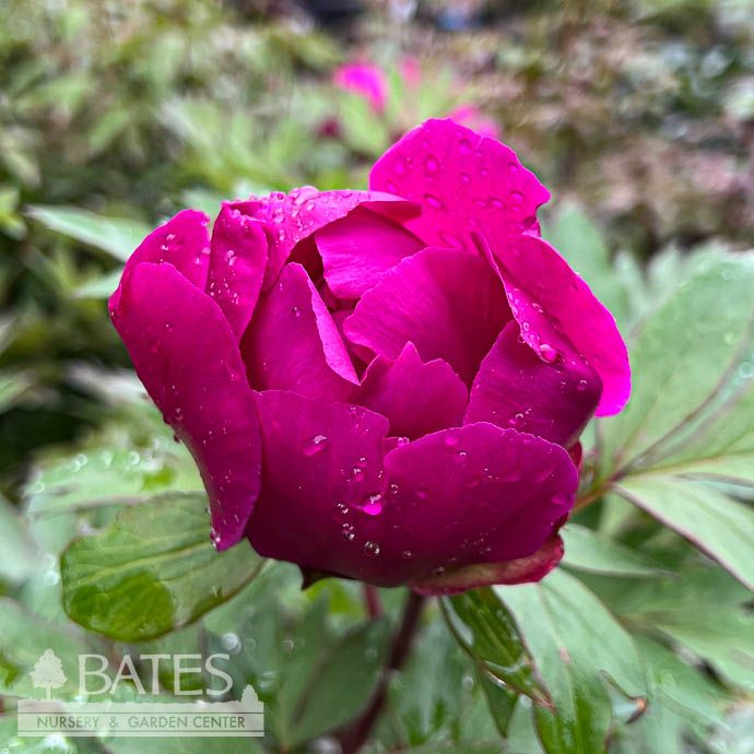 #2 Paeonia Purple Sensation/ Itoh Peony