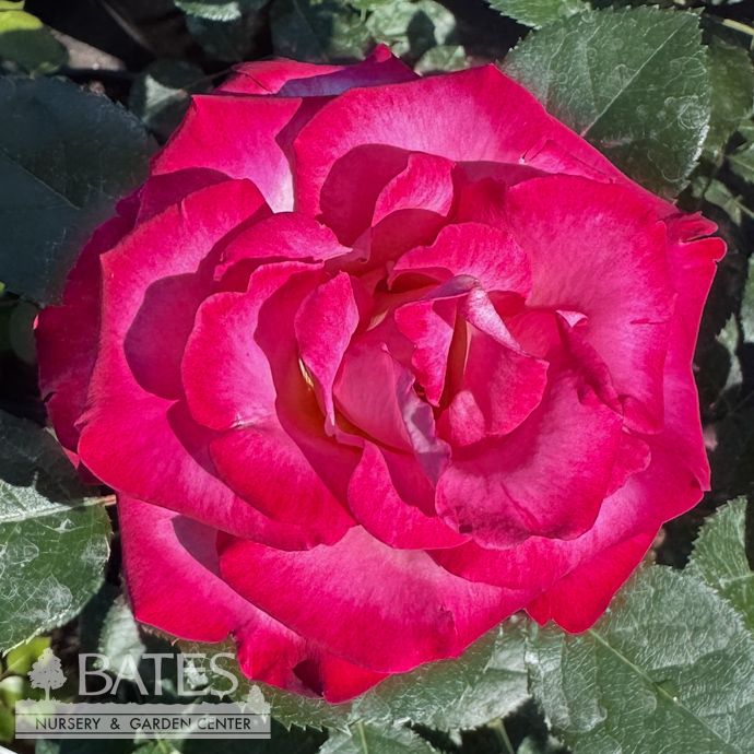#3 Rosa Dick Clark/ White, Red Grandiflora Rose - No Warranty