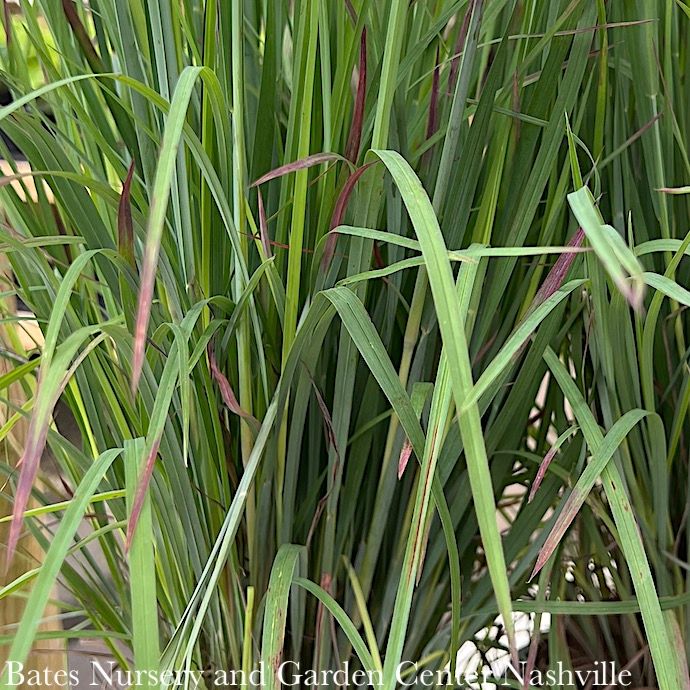#1 Grass Schizachyrium scop Standing Ovation/ Little Bluestem Native (TN)