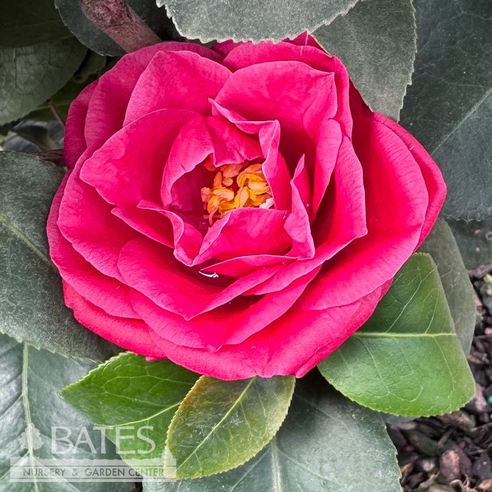 #3 Camellia x Arctic Rose/ Rose-Red - No Warranty
