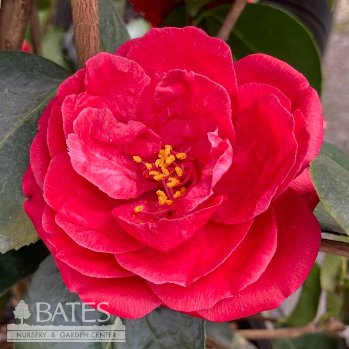 #3 Camellia x Arctic Rose/ Rose-Red - No Warranty