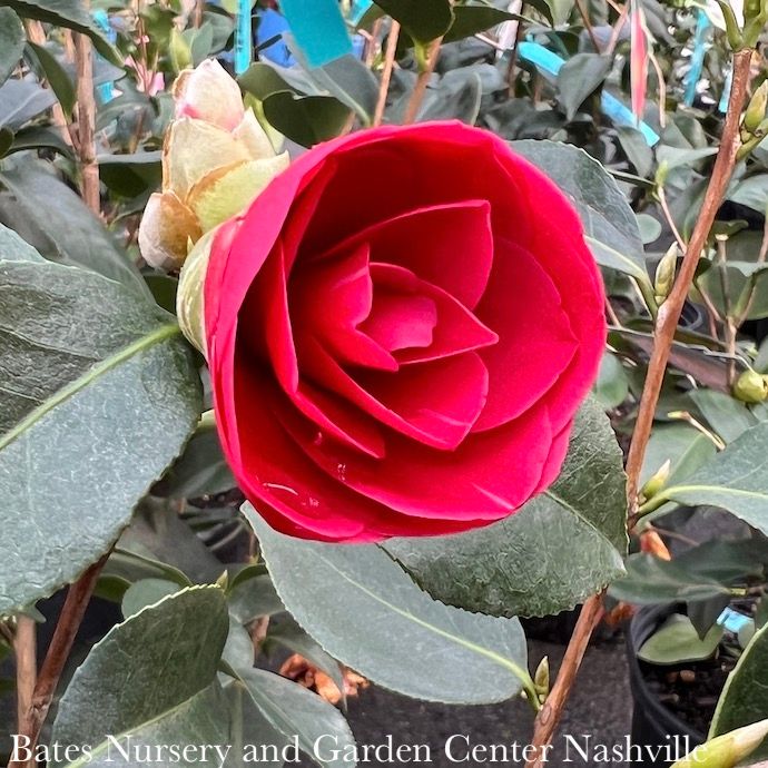 #7 Camellia x Arctic Rose/ Rose-red - No Warranty