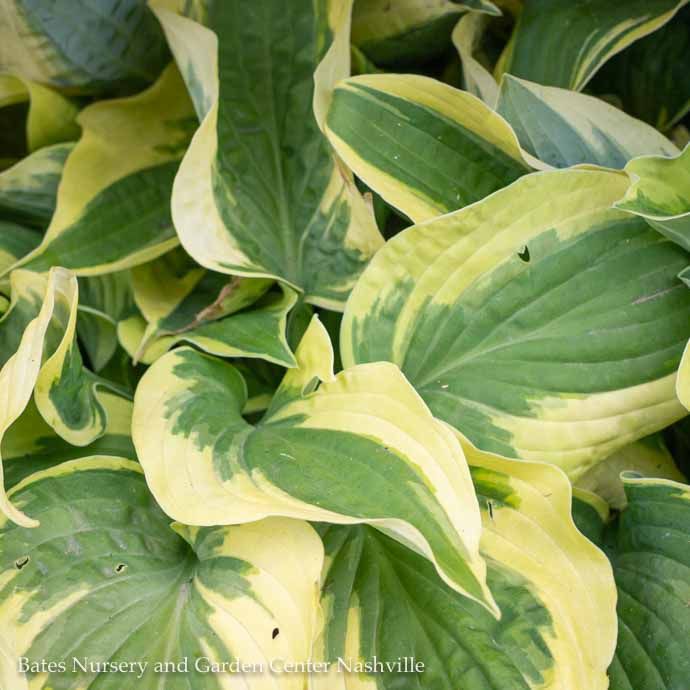 #1 Hosta x Wide Brim/ Blue-Green w/ Cream