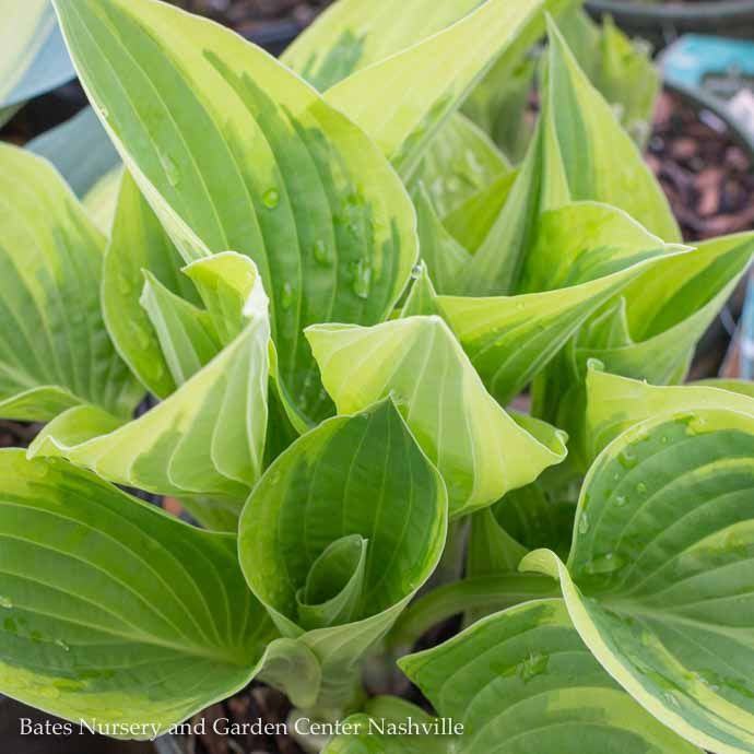 #1 Hosta x Wide Brim/ Blue-Green w/ Cream